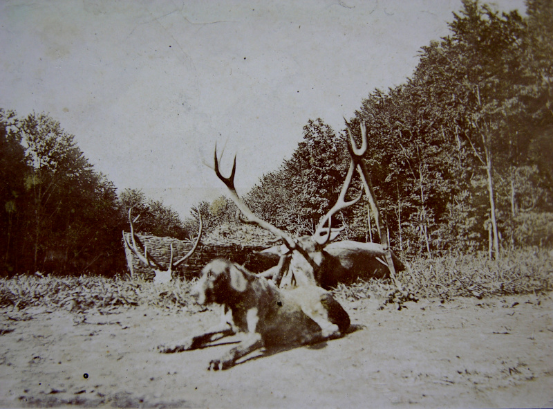 800_Trofea_hrabiego_01.JPG